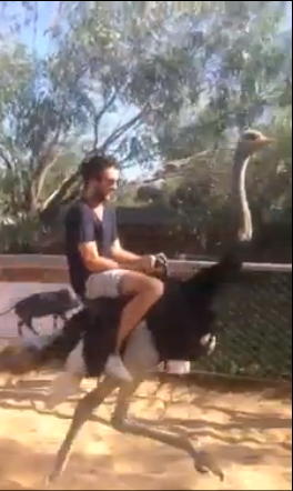 Chevaucher une autruche