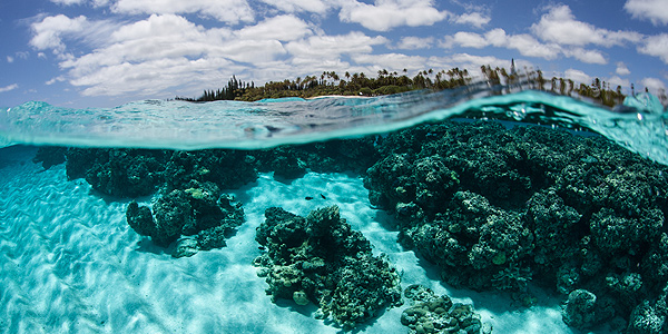 comm685_600x300_tropical_newcal1