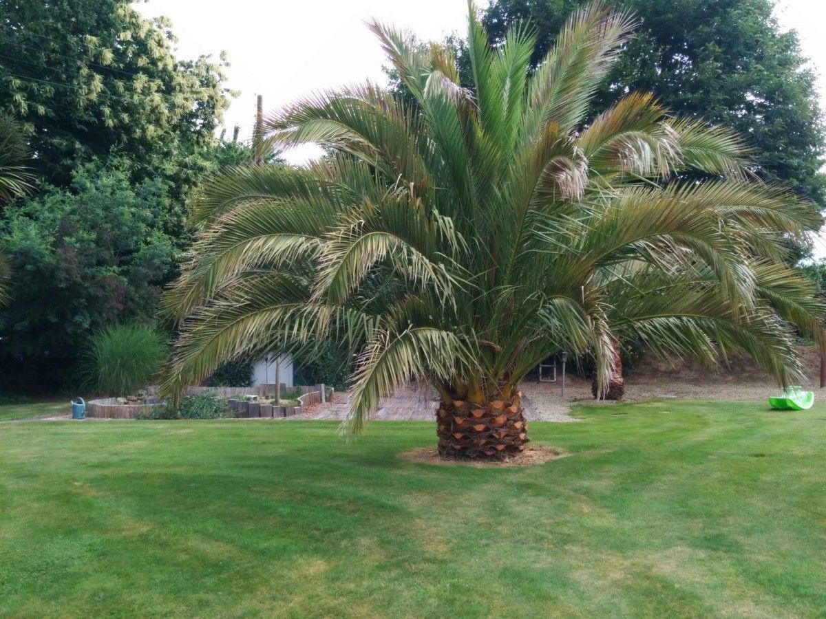 Palmier-échange-de-maison-Lannion