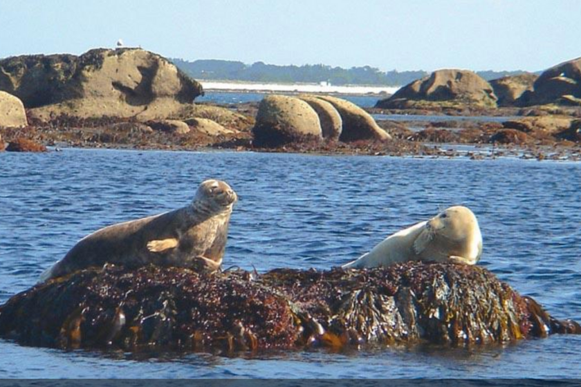 activite bretagne voir phoques