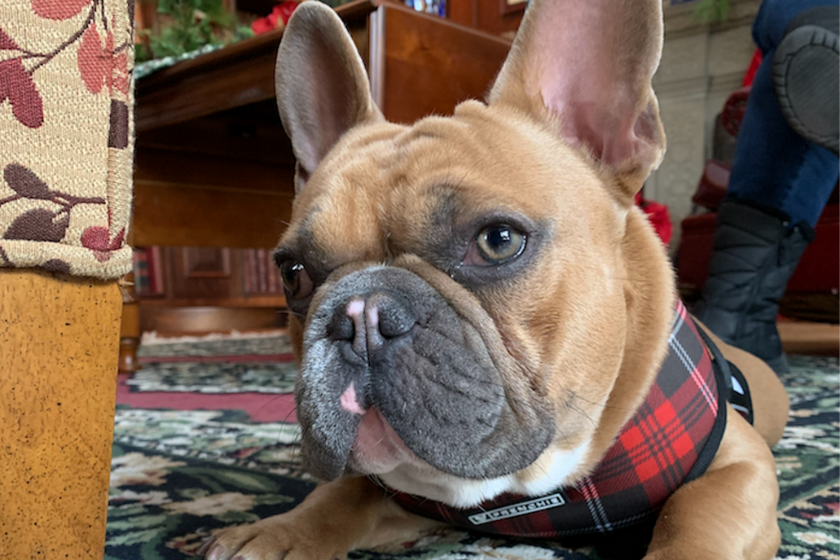 Faire garder son animal avec HomeExchange