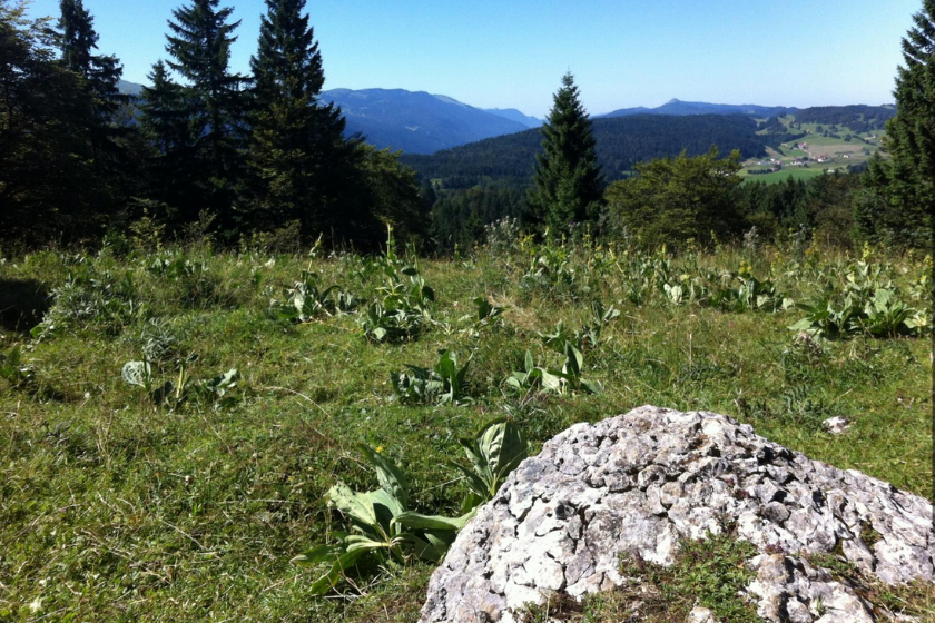 Randonnées Jura sentier Crêt Pela