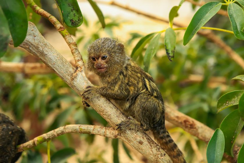Que faire à Nice-Parc Phoenix
