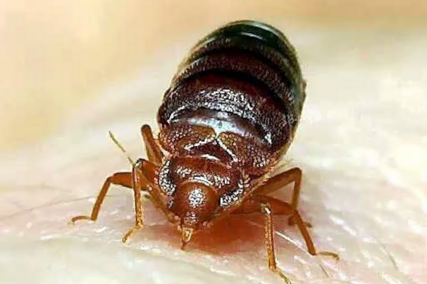 Punaises de lit et échanges de maisons caractéristiques punaises de lit