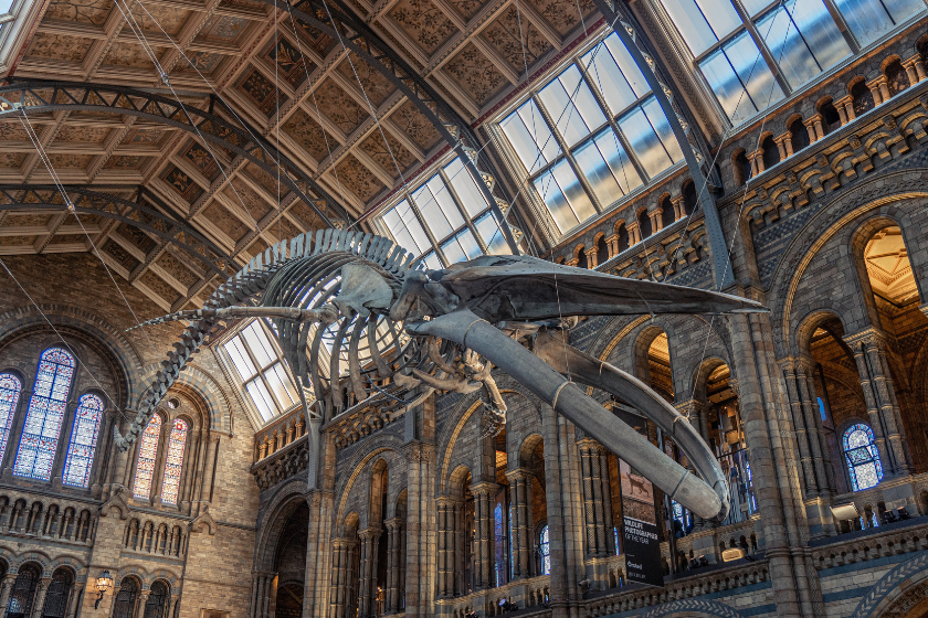 musée d'histoire naturelle londres