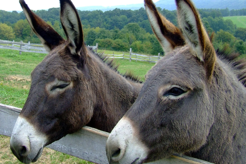 Que faire dans le Gers en famille ferme écologique et asinerie