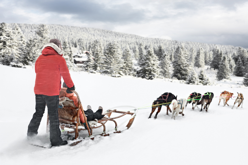 Faire un tour de traineau à chiens