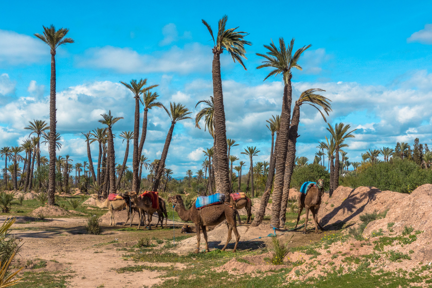 Visiter Marrakech Palmeraie