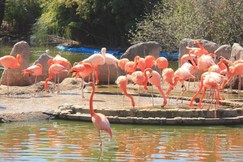 Que faire à Madrid parc zoologique Faunia