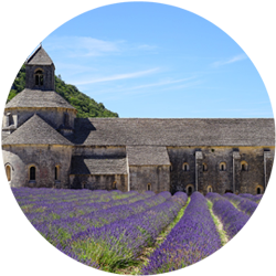 Admirer les champs de lavande en fleur