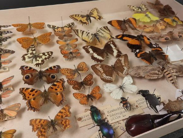 conseil de membre HomeExchange Côte d'Azur : gastronomie gouter le Socca à Nice